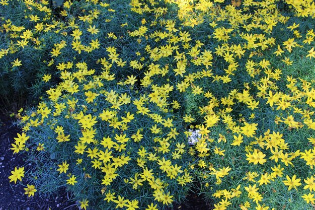 사진 공원에서 자라는 노란색 꽃이 피는 식물의 높은 각도 시각