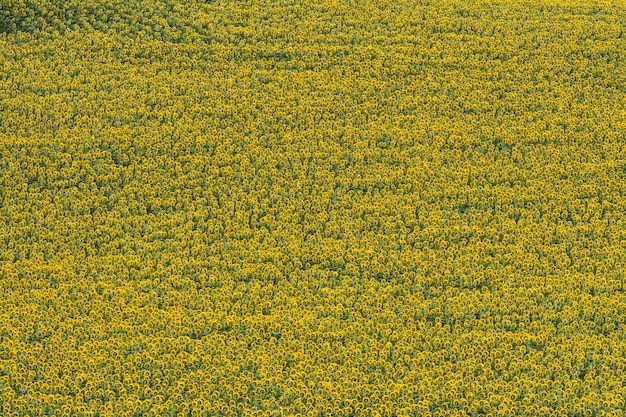 Фото Высокоугольный вид желтых цветущих растений на поле