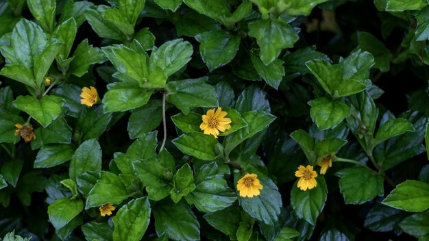 写真 黄色い花の植物の高角度の眺め