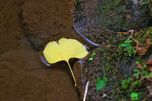 写真 水面に浮かぶ黄色い葉の高角度の景色