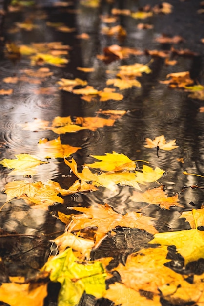 Фото Высокоугольный вид желтых кленовых листьев, плавающих на воде