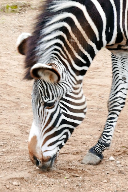 写真 野原でのゼブラの高角度の眺め