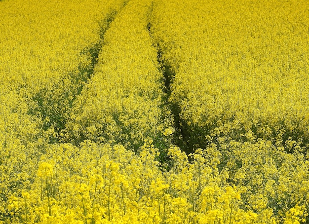 High angle view of oilseed rape field