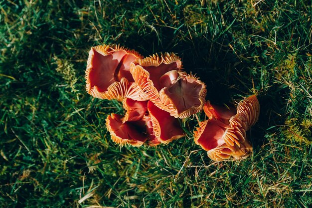 High angle view of orange flower on field