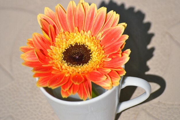 High angle view of orange flower on table