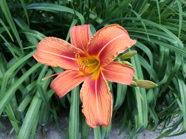 Photo high angle view of orange flower