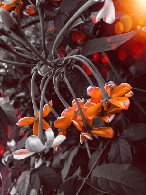 High angle view of orange flowering plant