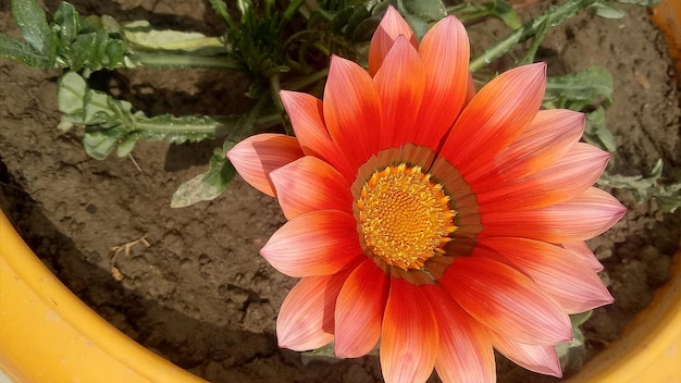 High angle view of orange flowering plant