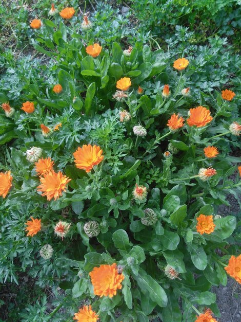 High angle view of orange flowering plants