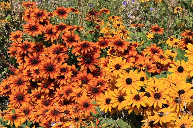 High angle view of orange flowering plants