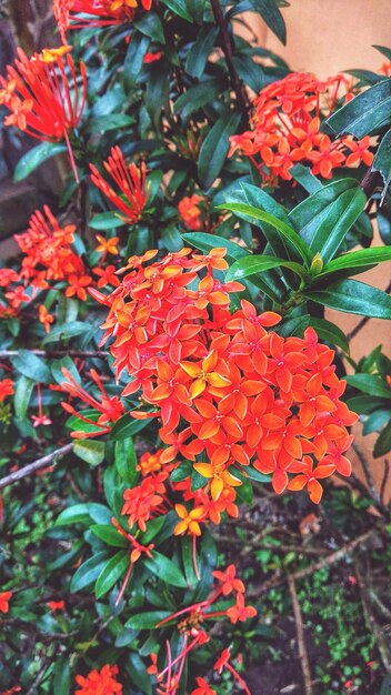 High angle view of orange flowers blooming outdoors