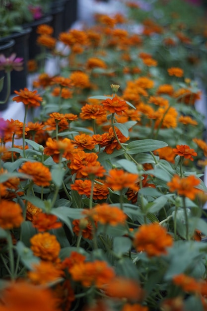 Photo high angle view of orange flowers blooming in yard