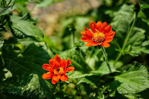 植物に育つオレンジの花の高角度の視点
