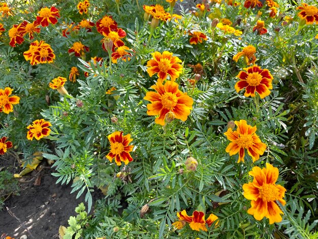 High angle view of orange flowers