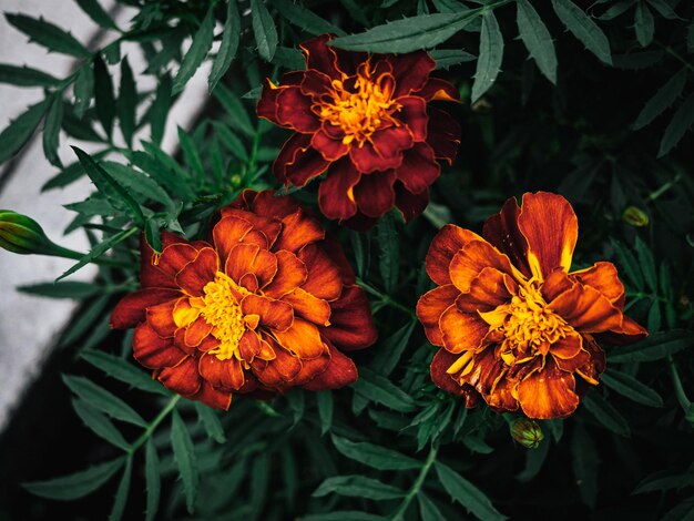 High angle view of orange flowers