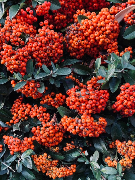 High angle view of orange fruits and plants