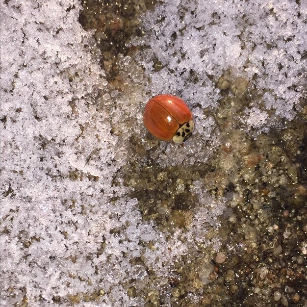 Photo high angle view of orange ladybug on snow