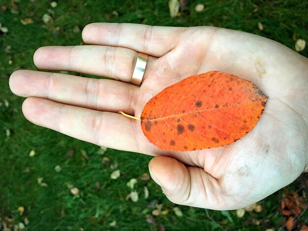 Photo high angle view of orange leaf on man hand