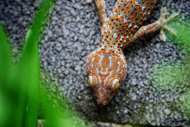 High angle view of orange leaf