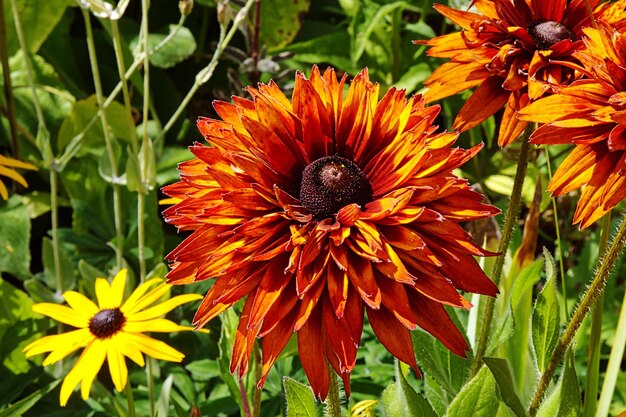 High angle view of orange sunflowers blooming at park