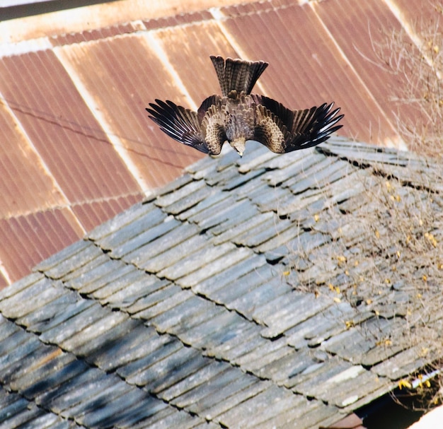 High angle view of owl flying over roof