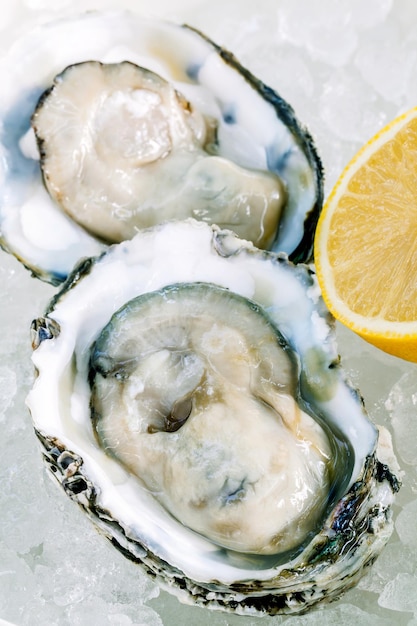high angle view of oyster