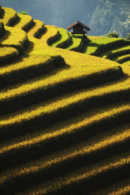 Photo high angle view of paddy field