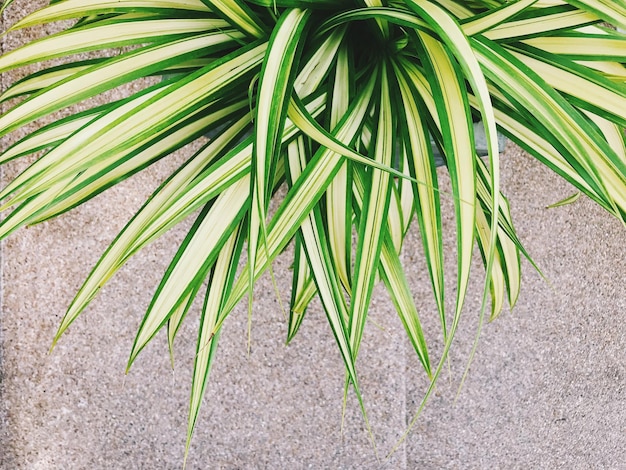 Photo high angle view of palm leaves on field