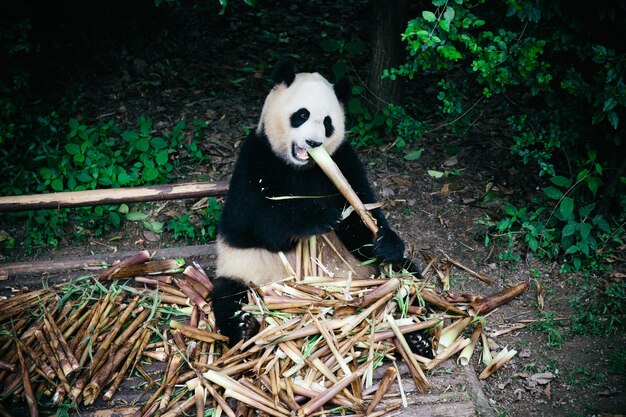 Foto vista ad alta angolazione del panda seduto all'aperto