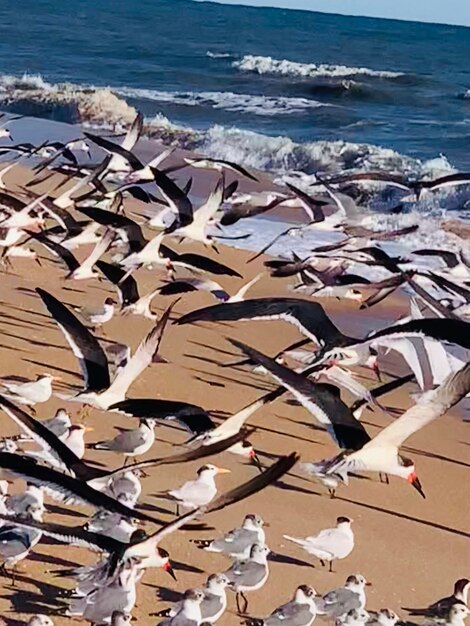 High angle view of parasols on beach