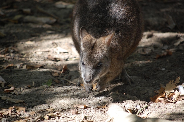 Foto vista ad alta angolazione del wallaby di parma a terra