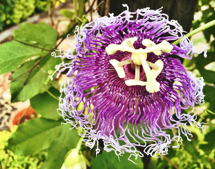 Photo high angle view of passion flower blooming outdoors