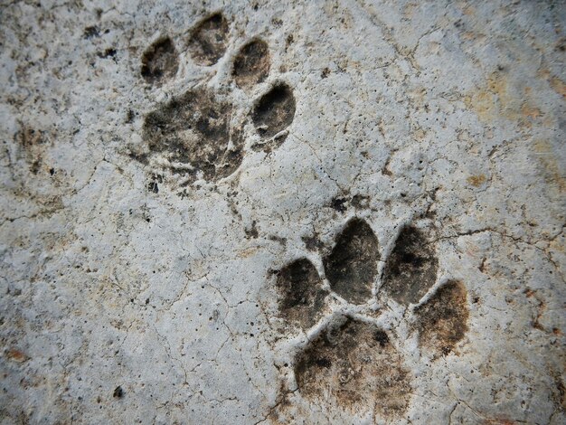 Foto vista ad alto angolo delle impronte delle zampe sul sentiero