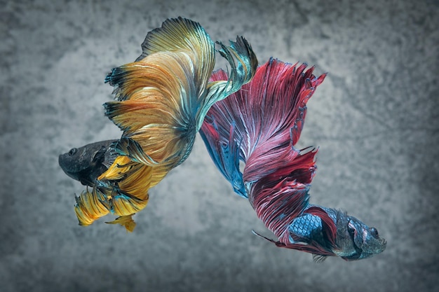 Photo high angle view of peacock feather