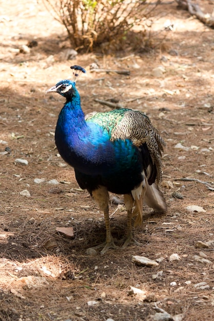 Photo high angle view of peacock on field