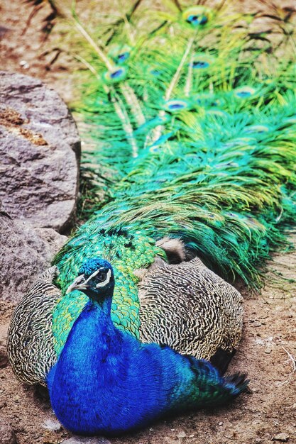 High angle view of peacock