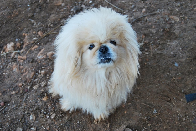 Photo high angle view of pekingese