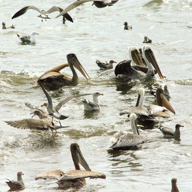 High angle view of pelicans and seagulls swimming in lake