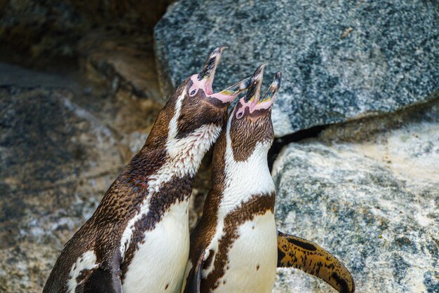 High angle view of penguin on rock