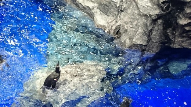 High angle view of penguin in sea