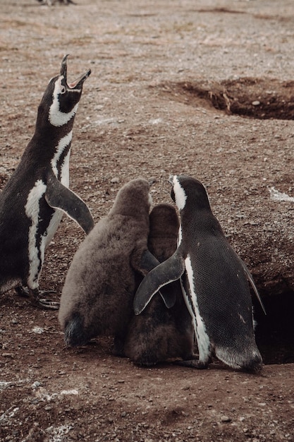 陸上のペンギンの高角度の写真