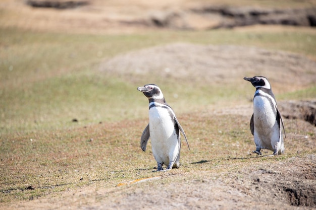 陸上のペンギンの高角度の写真