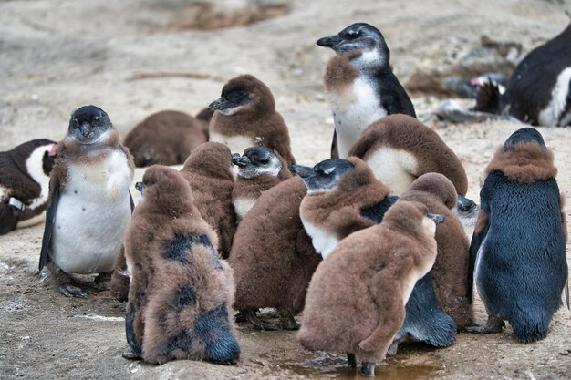 Photo high angle view of penguins on shore