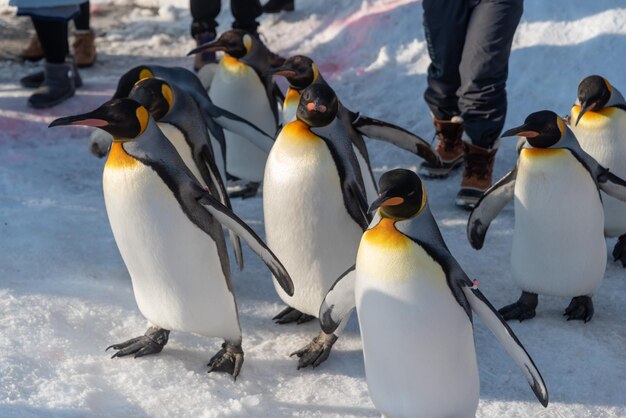 Foto vista ad alta angolazione dei pinguini in piedi su un campo coperto di neve