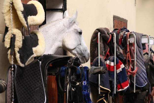 Photo high angle view of people riding horse