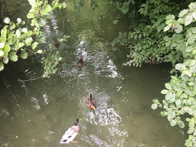 湖で泳いでいる人々の高角度の景色