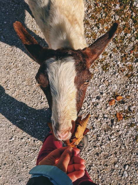 Photo high angle view of person holding leaf