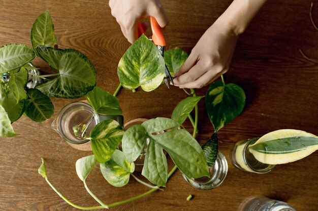 High angle view of person preparing food on table