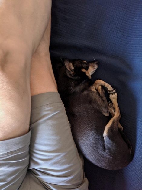 Foto veduta ad alto angolo di una persona che dorme un cane