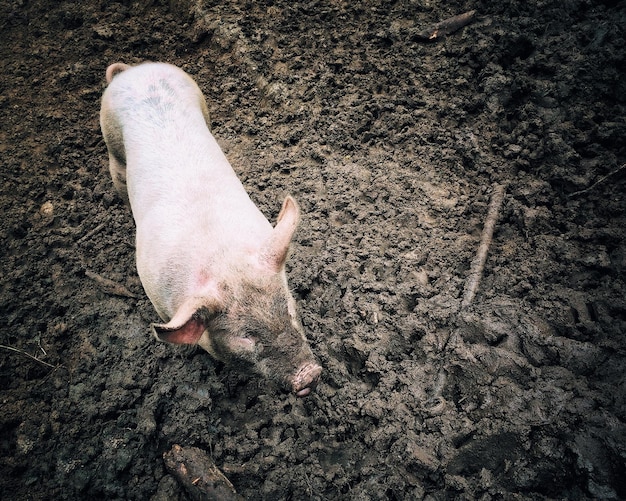 Photo high angle view of pig in mud